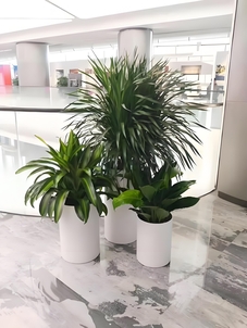 “前湾植物租摆设计，满足你对绿植的所有想象验